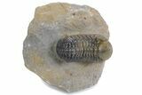 Multi-Toned Austerops Trilobite - Ofaten, Morocco #359603-3